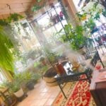 1 Awful + 3 Great Ways to Increase Humidity for Houseplants how to increase humidity