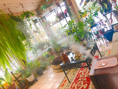 1 Awful 3 Great Ways to Increase Humidity for Houseplants