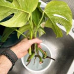 How to Water Propagate Houseplants: Tips For Success featured-water-propagation