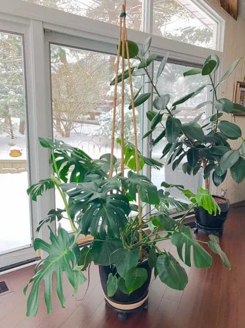 New pickup! What are the best plant ties to use when tying to support pole  that won't harm the plant as it grows? Any advice or suggestions greatly  appreciated! : r/Monstera