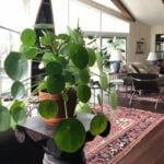 Watering Houseplants While Away on Vacation: Tips for Success leaving plants for 2 weeks