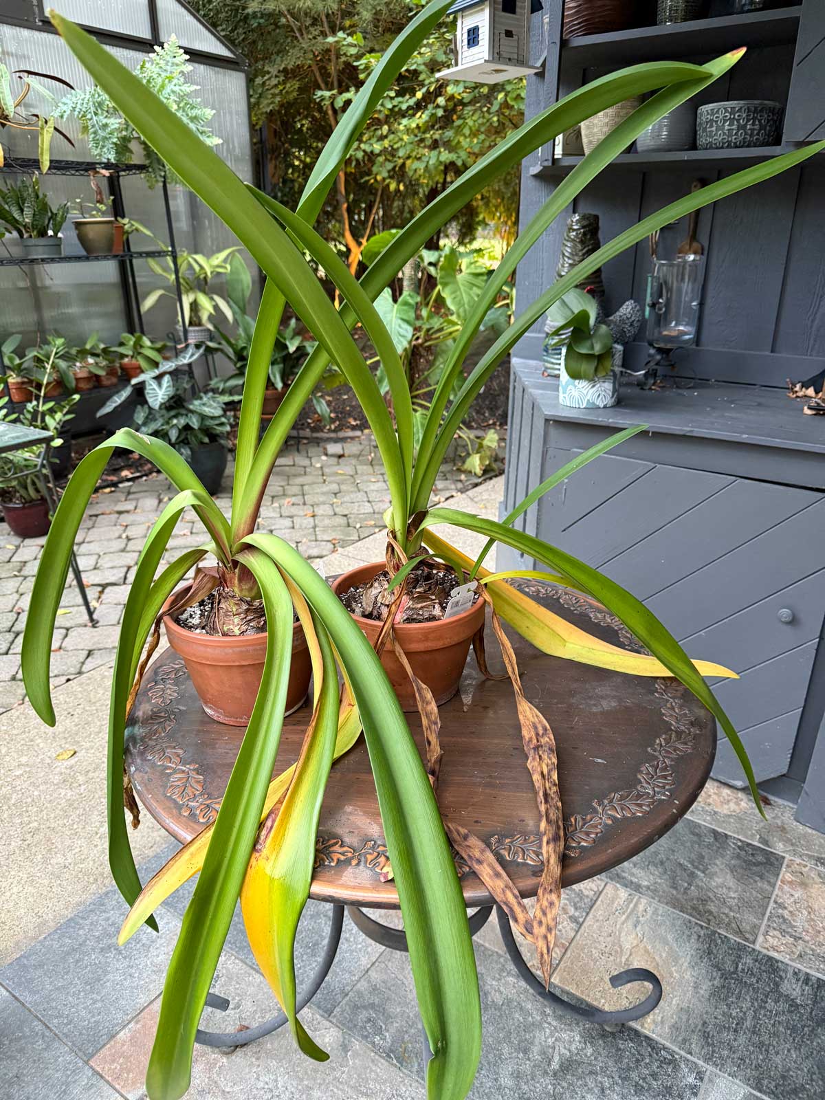amaryllis-dormancy-yellow-leaves