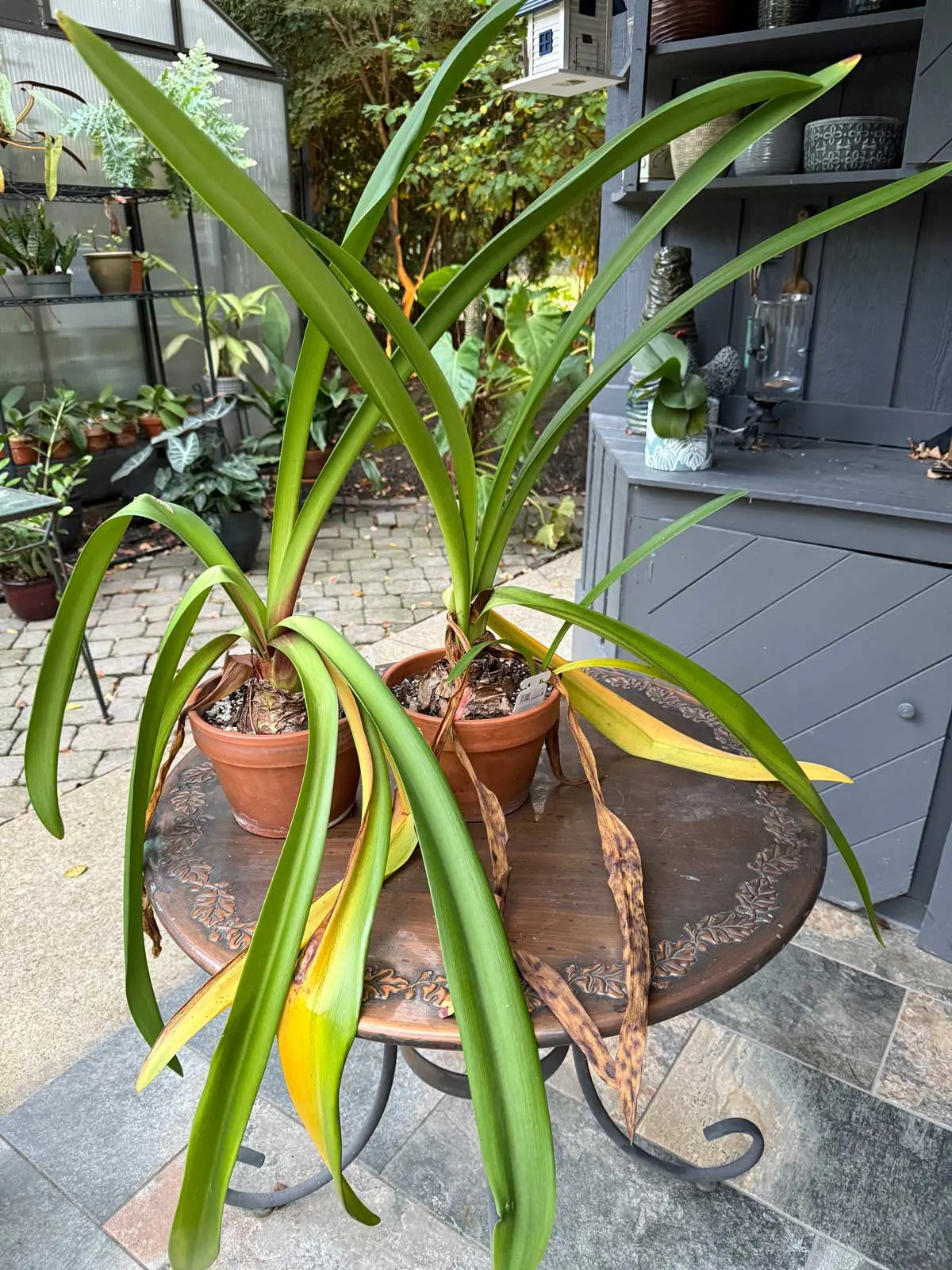 amaryllis-dormancy-yellow-leaves
