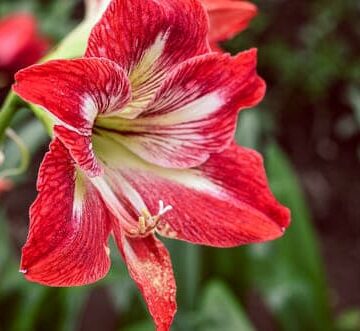 getting amaryllis to bloom