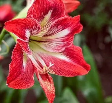 getting amaryllis to bloom