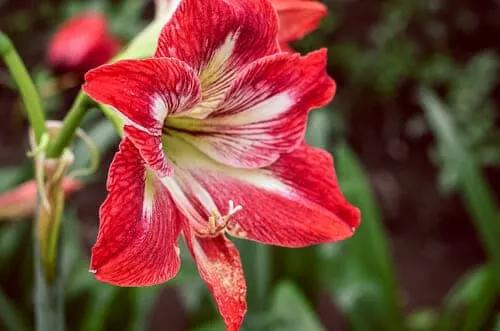 getting amaryllis to bloom