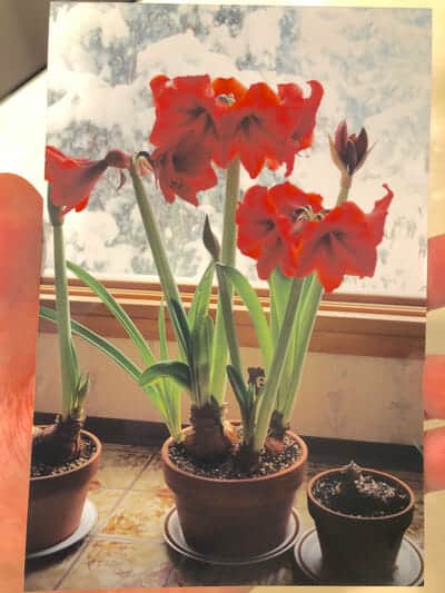 what to do with christmas amaryllis after it blooms