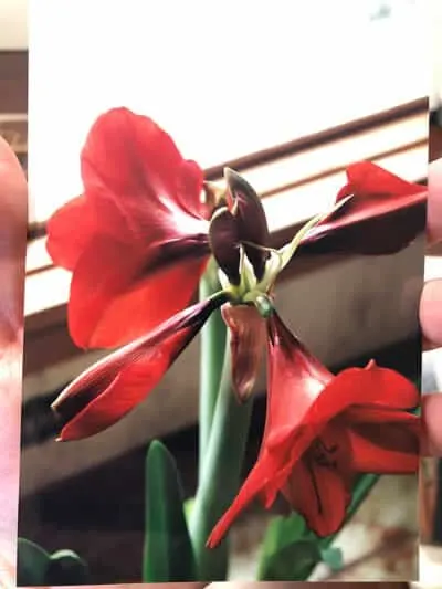 how to get amaryllis to bloom