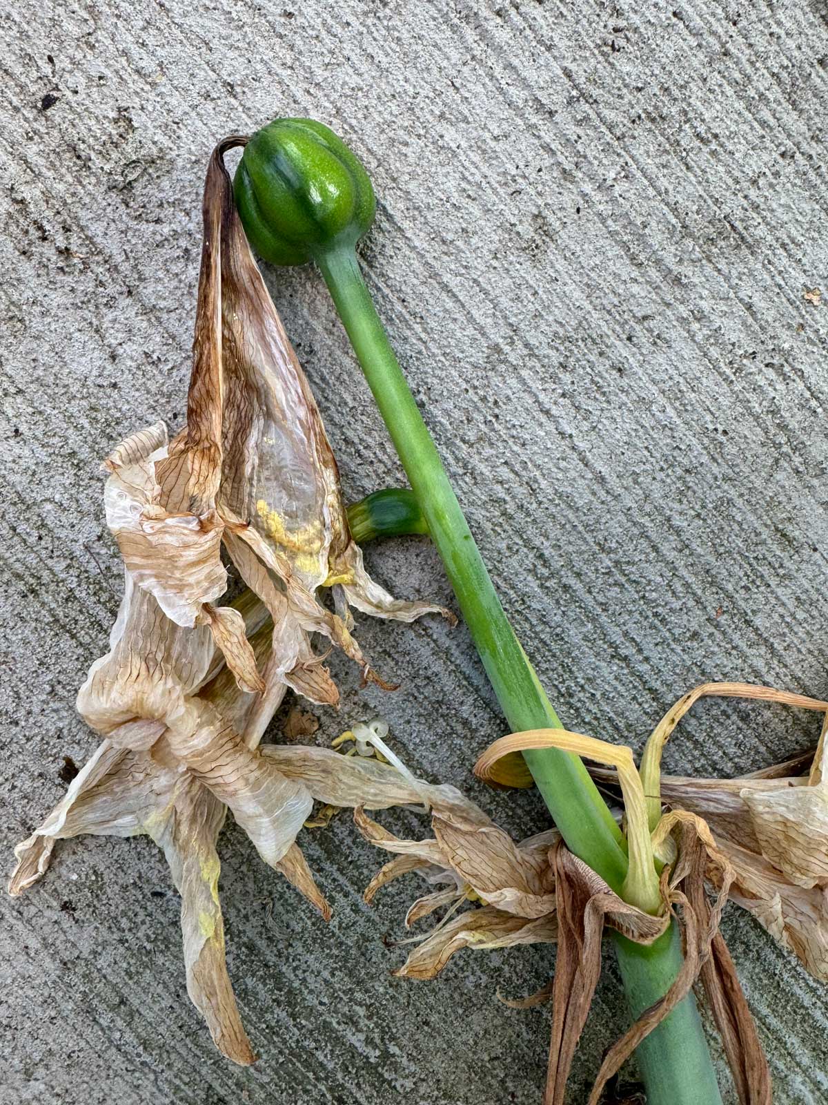 amaryllis-seed-pod