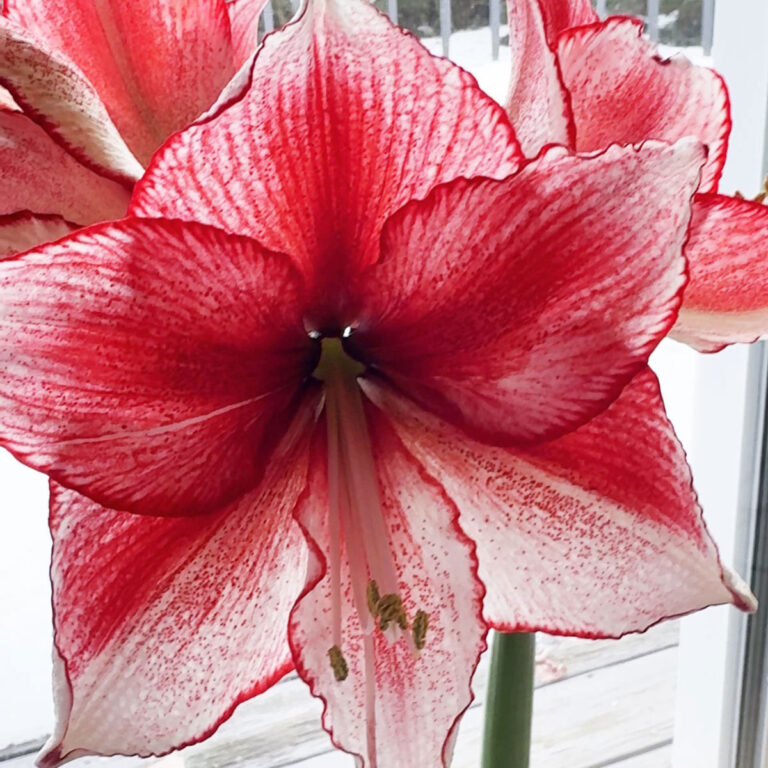 Amaryllis Care After Blooming (and throughout the year)