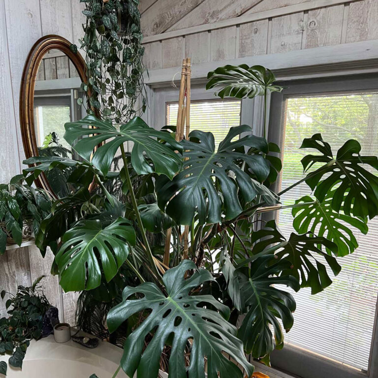 Monstera Deliciosa Care & Repotting:  5 Crucial Tips