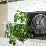 featured-plants-on-vacation