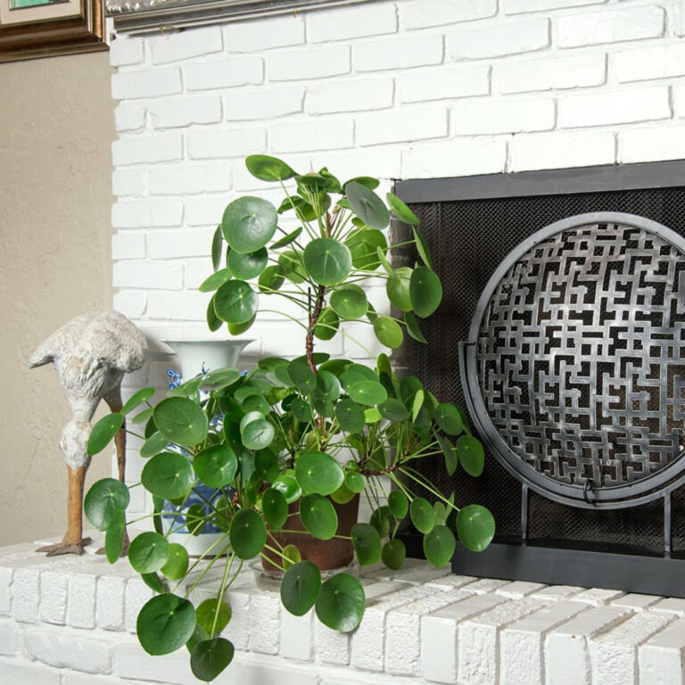 Watering Houseplants While Away on Vacation: Tips for Success