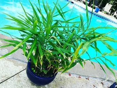 how to grow ginger
