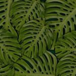Monstera Deliciosa Care & Repotting: 5 Crucial Tips swiss cheese plant care