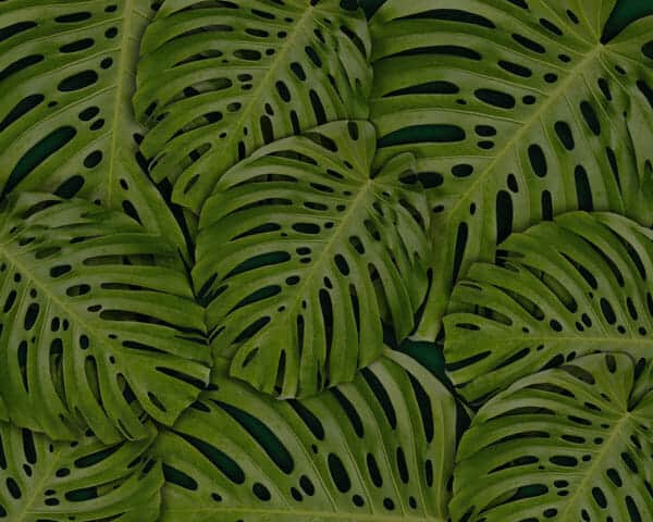 swiss cheese plant care