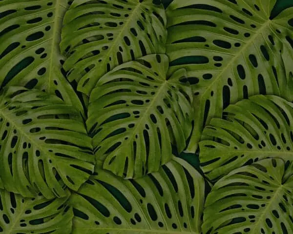 swiss cheese plant care