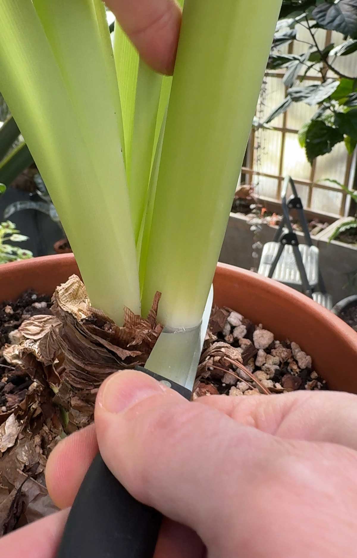 where-to-cut-amaryllis-flower-stalk
