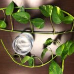 61 Top Houseplant Care Hacks and Tips to Make Your Life Easy! houseplant care hacks