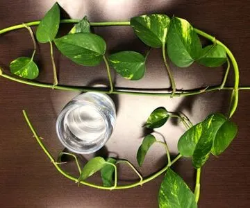 houseplant care hacks