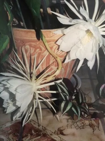 Epiphyllum oxypetalum