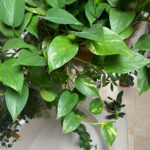 9 Easiest Indoor Plants for Air Purification featured-air-purification-pothos