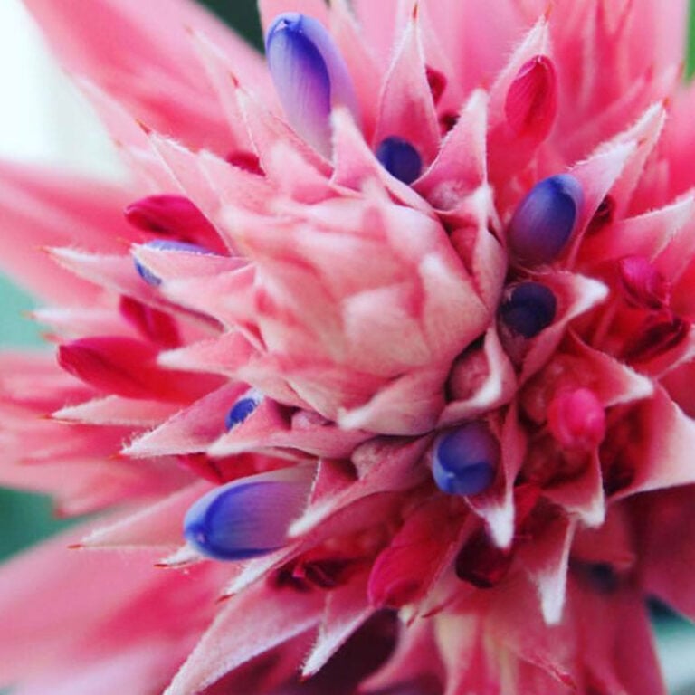 Bromeliad Care:  What To Do After Your Bromeliad Blooms