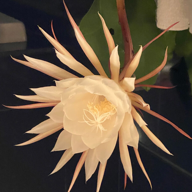 Epiphyllum Oxypetalum Care - Secrets of Queen of the Night