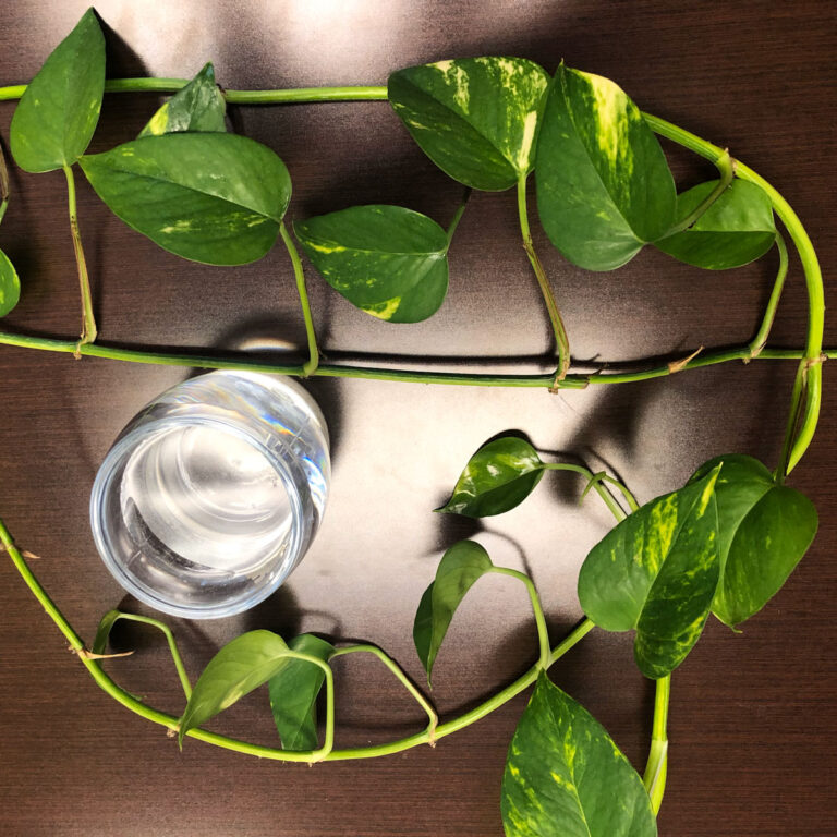 61 Top Houseplant Care Hacks and Tips to Make Your Life Easy!