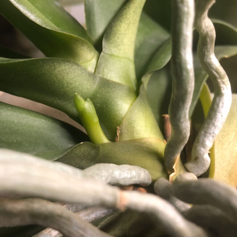 Orchid Flower Spike or Root? 1 Simple Way to Tell