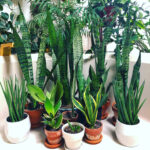 Snake Plant Care: The Best Beginner's Houseplant? featured-snake-plant-care