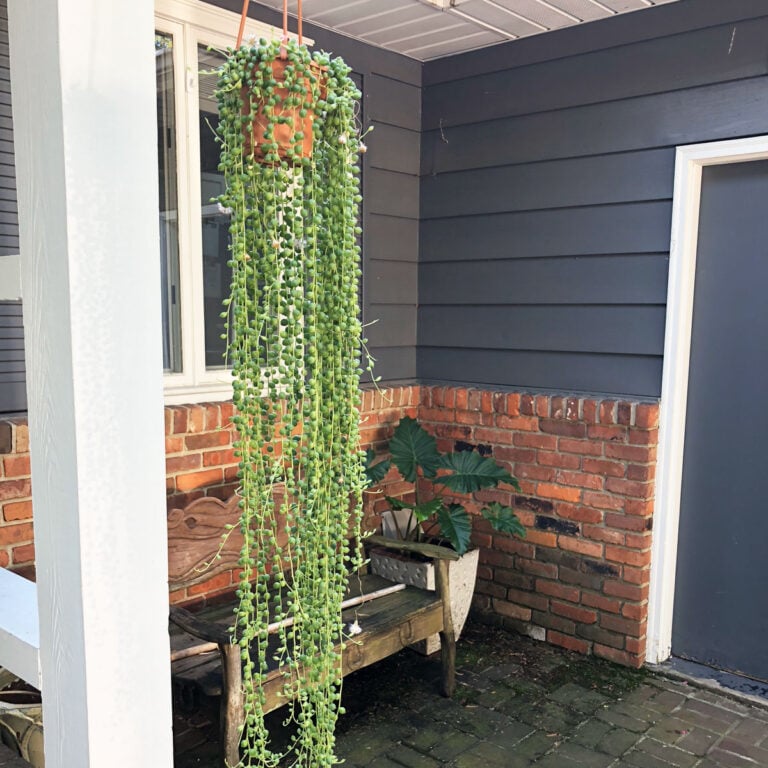 String of Pearls Care Guide: 5 Transformational Tips