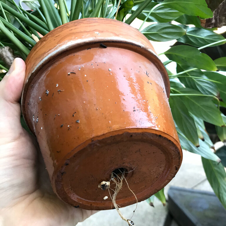 Terra Cotta Pots for Houseplants:  Should You Use Them?