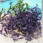 featured-tradescantia-pallida