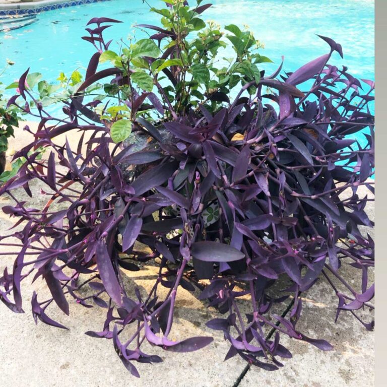 Tradescantia Pallida Care - Purple Heart or Wandering Jew