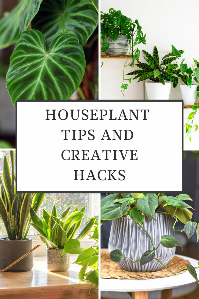 houseplant-hacks