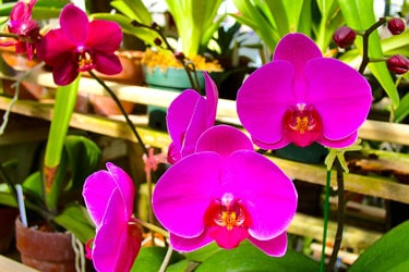 phalaenopsis-air-quality