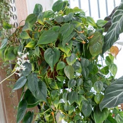 philodendron-air-quality