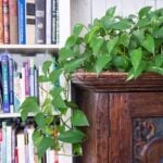 9 Easiest Indoor Plants for Air Purification pothos-air-quality