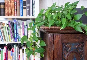 pothos-air-quality