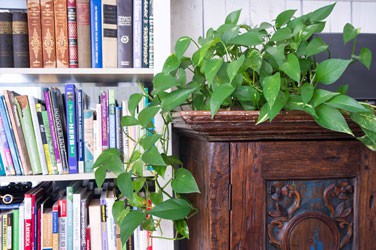 pothos-air-quality