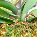 Orchid Flower Spike or Root? 1 Simple Way to Tell flower spike or root