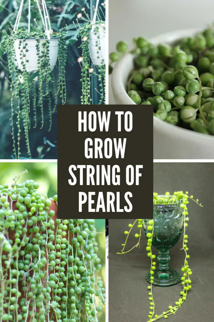 6 Top Tips on How to Grow a String of Pearls Plant (2023)