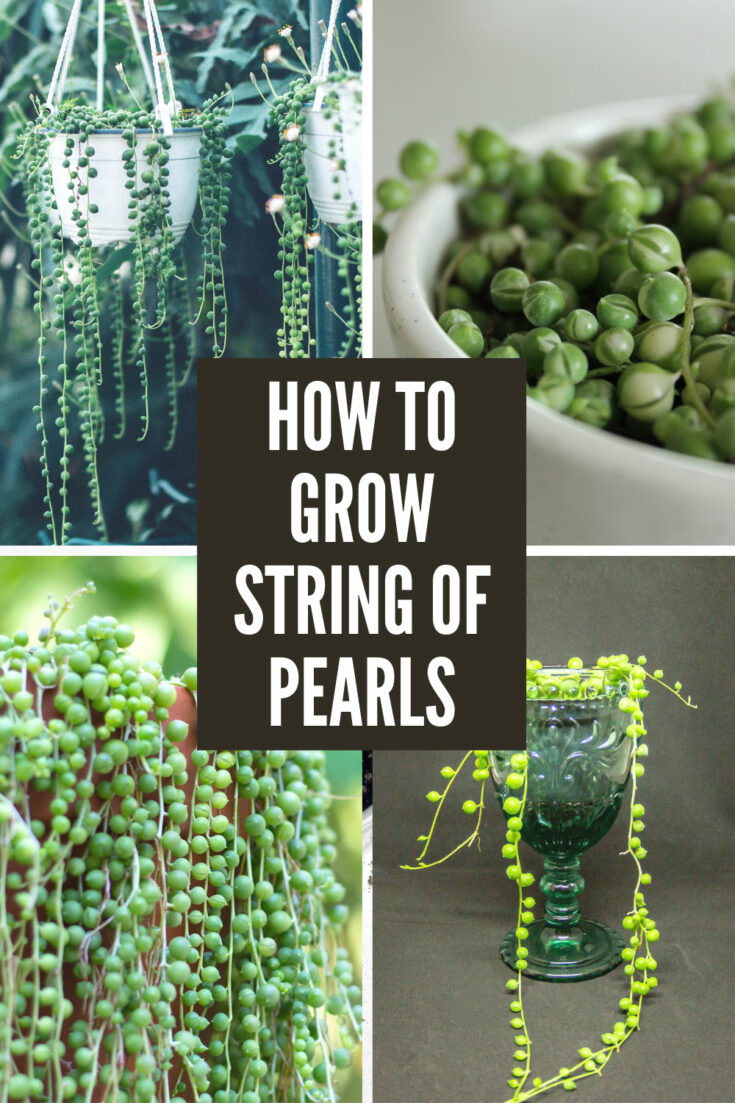 String of Pearls Care Guide 5 Transformational Tips