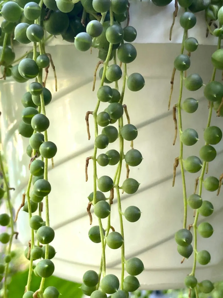 How to care for a string of pearls plant – tips for success
