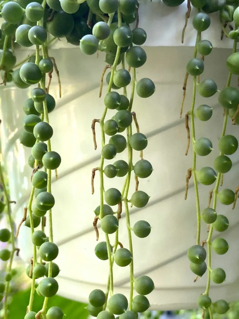 How to propagate String of Pearls succulent plant