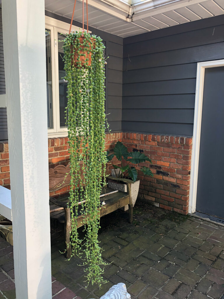 string of pearls plant in vertical garden