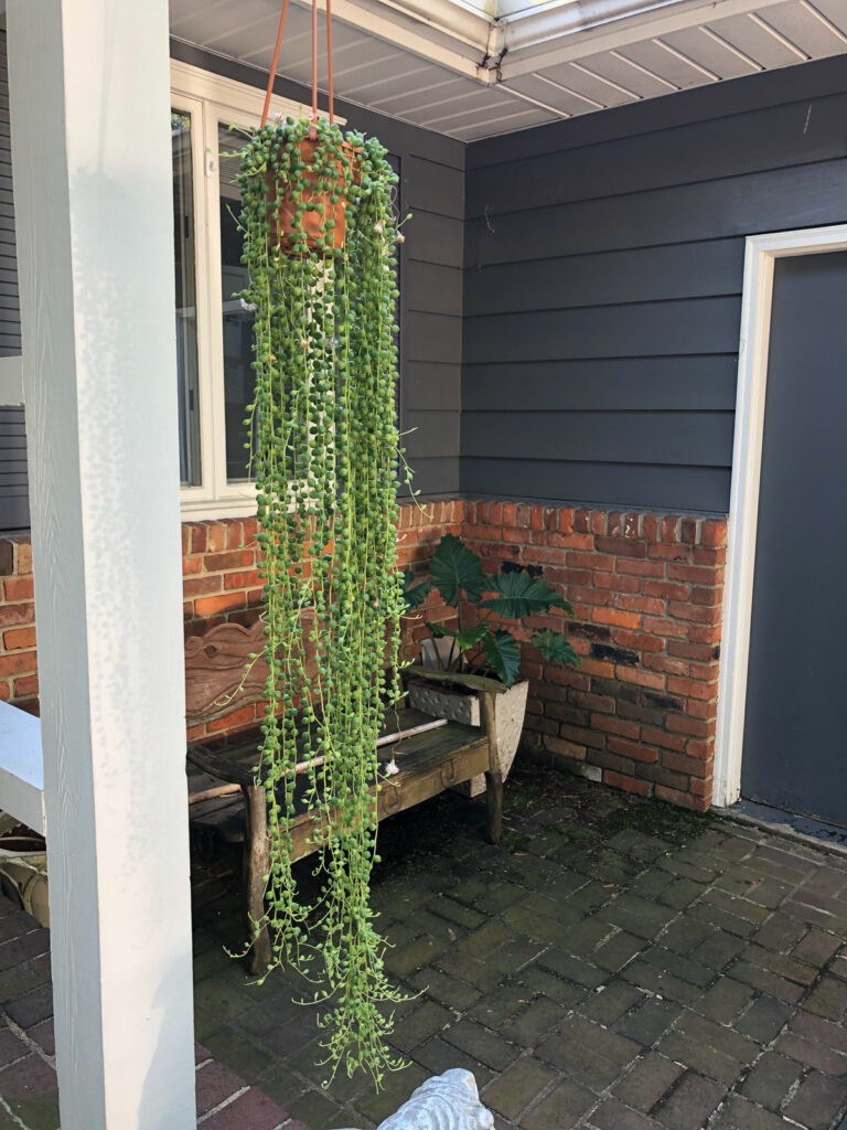 String of Pearls Care Guide: 5 Transformational Tips