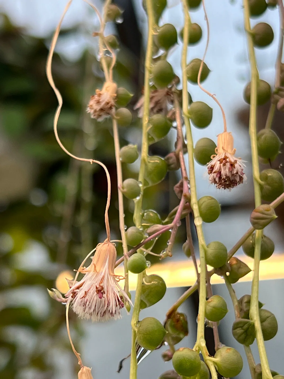 String of Pearls Root Rot and How to Deal With It