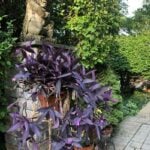 Tradescantia Pallida Care - Purple Heart or Wandering Jew tradescantia pallida care